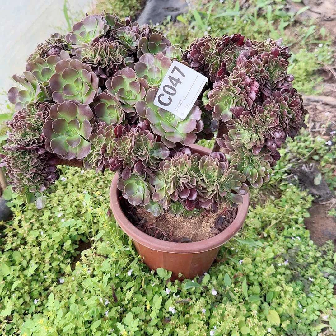 047欧紫一颗呀呀呀呀
