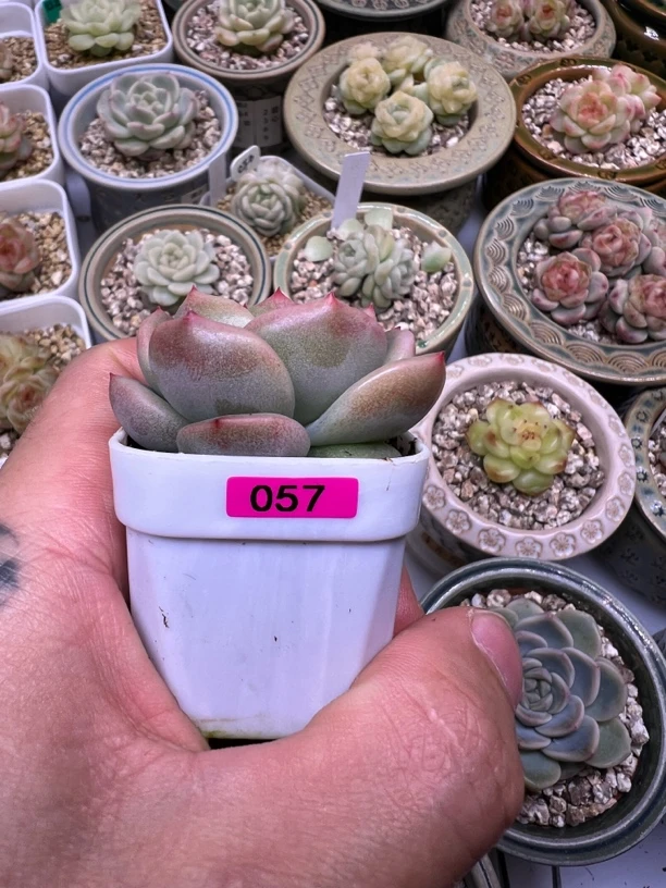 57号未思量多肉植物一物一拍