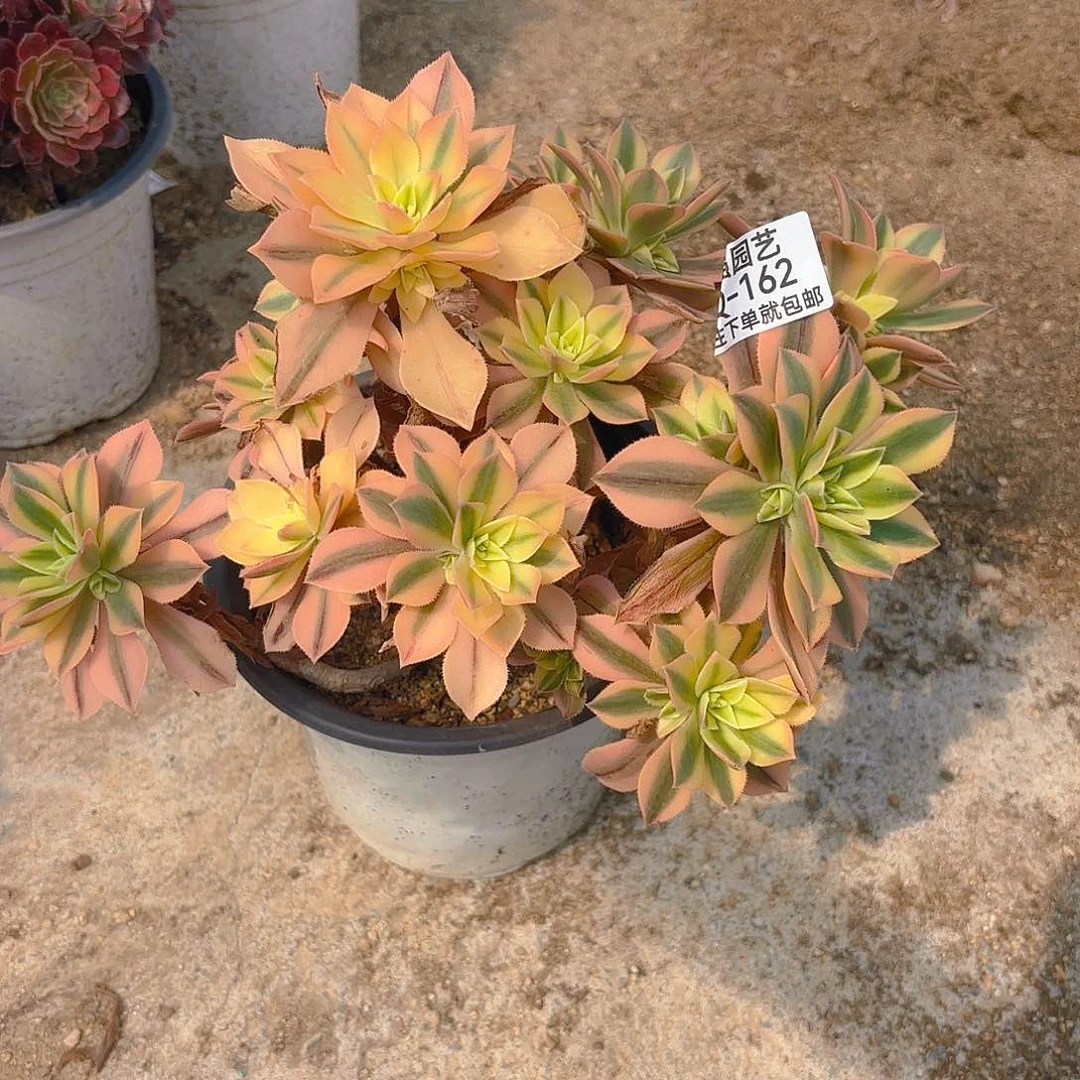枫叶老庄多肉植物上162