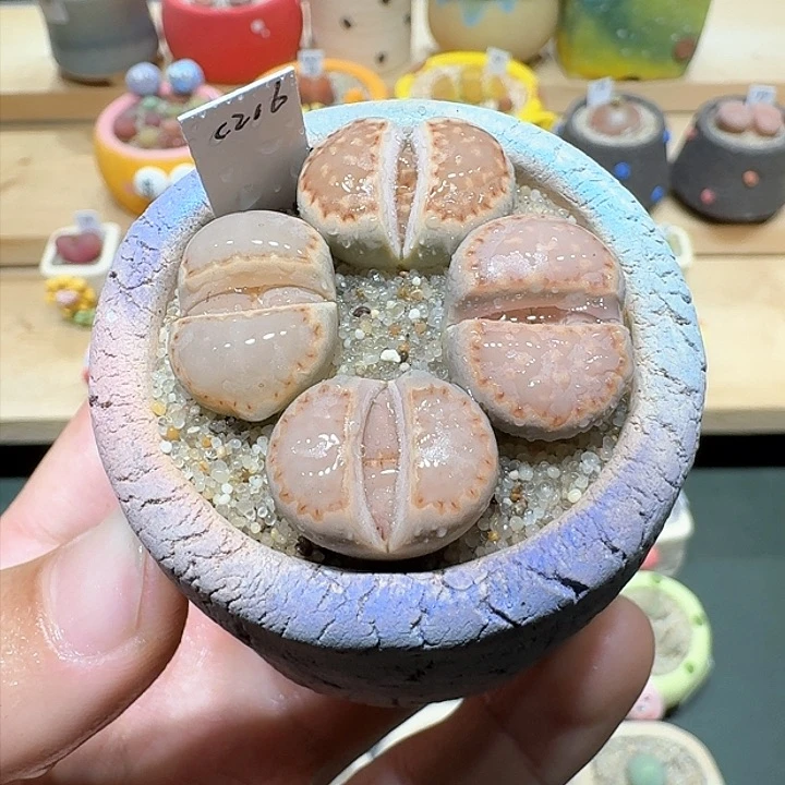 红陶蘑菇787c216饼干