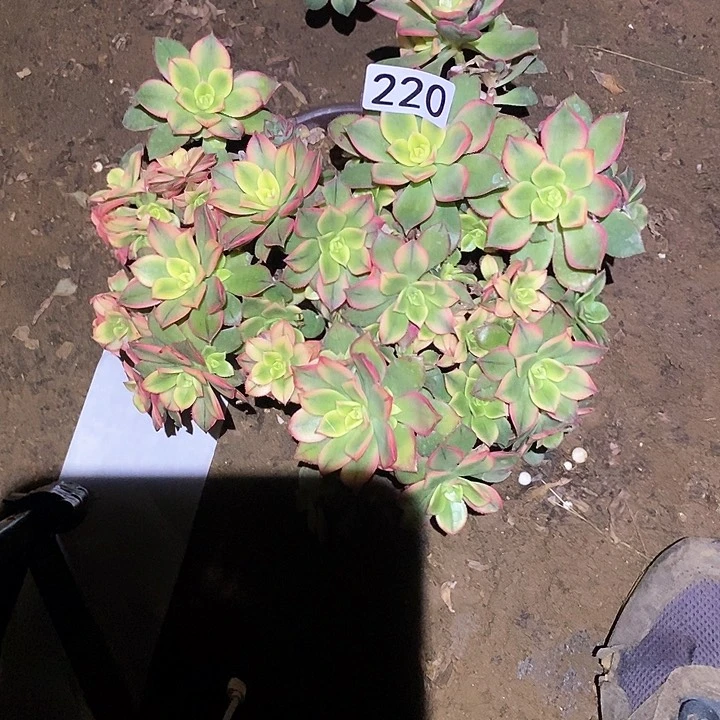 多肉植物法师220艳日辉