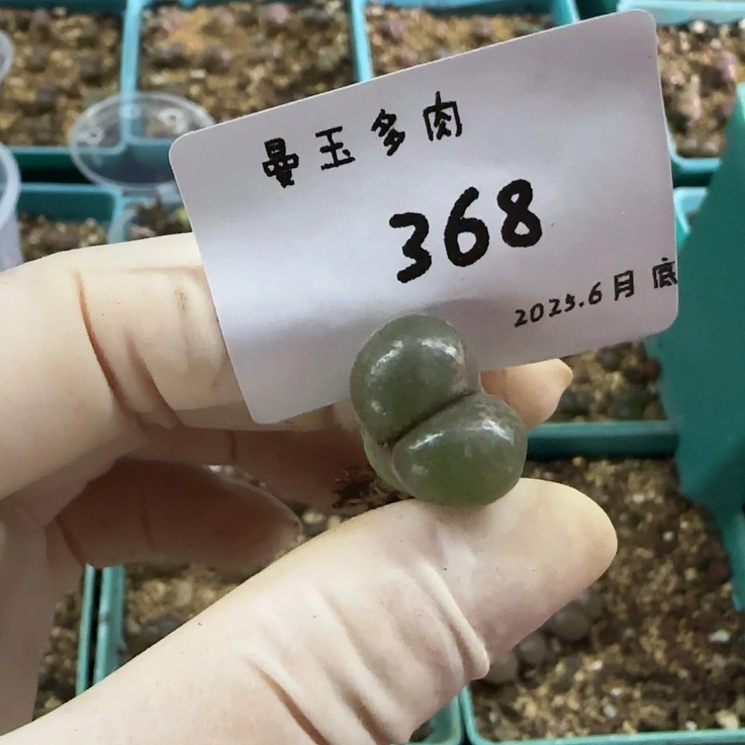 一***生多肉多肉多肉6.28-368