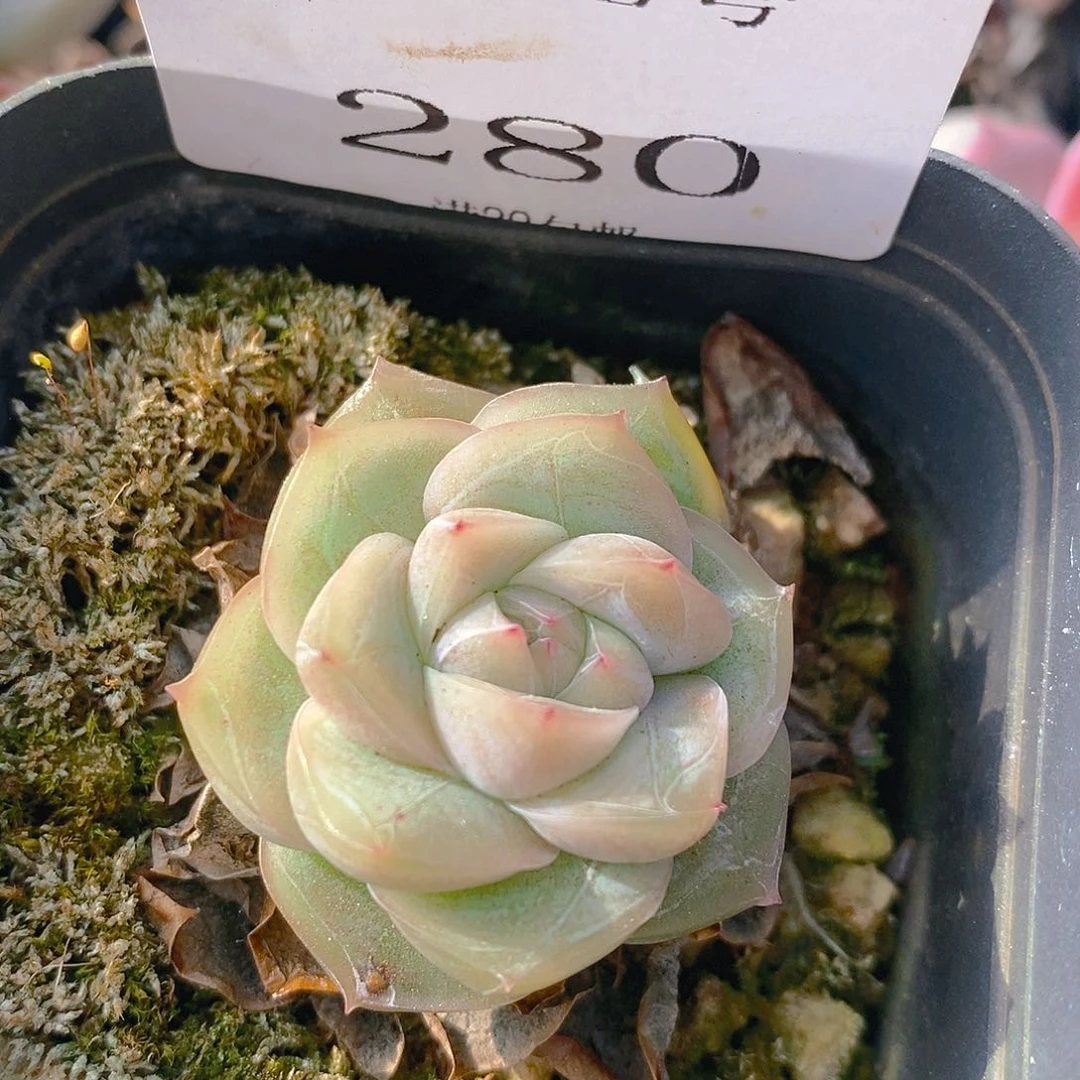 【闪购商品】云280