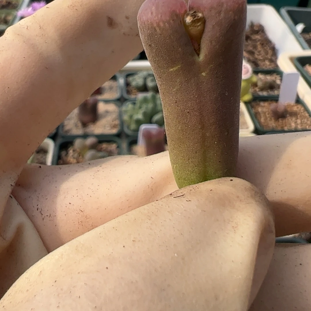 375 好看的多肉冲冲冲