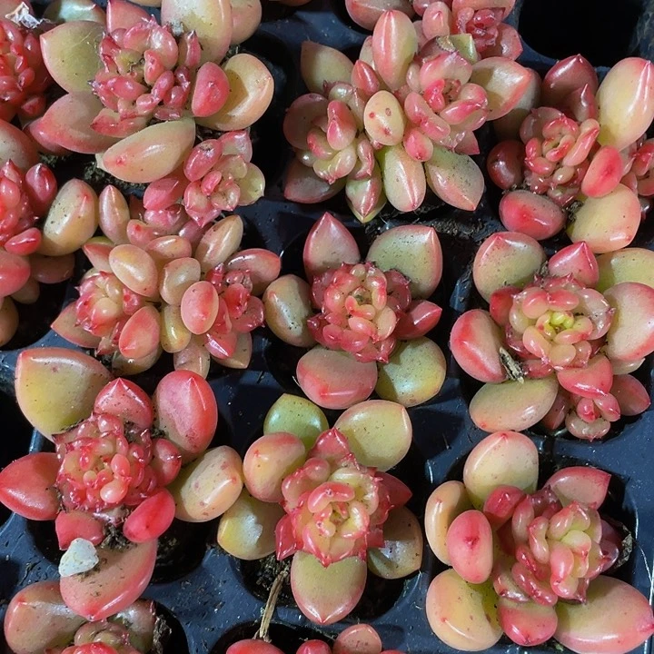 小苹果花1元带土发