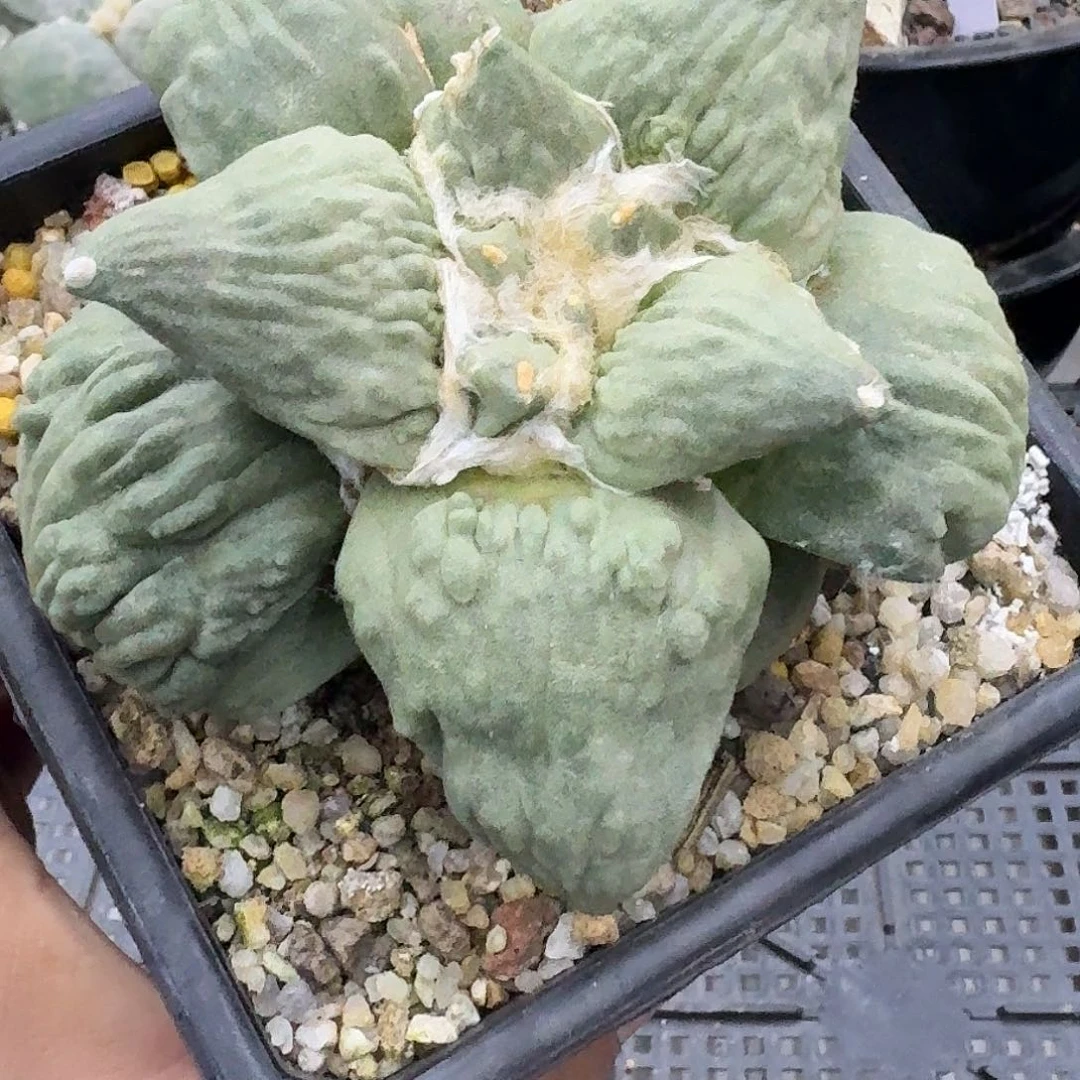 自根怒涛牡丹仙人球
