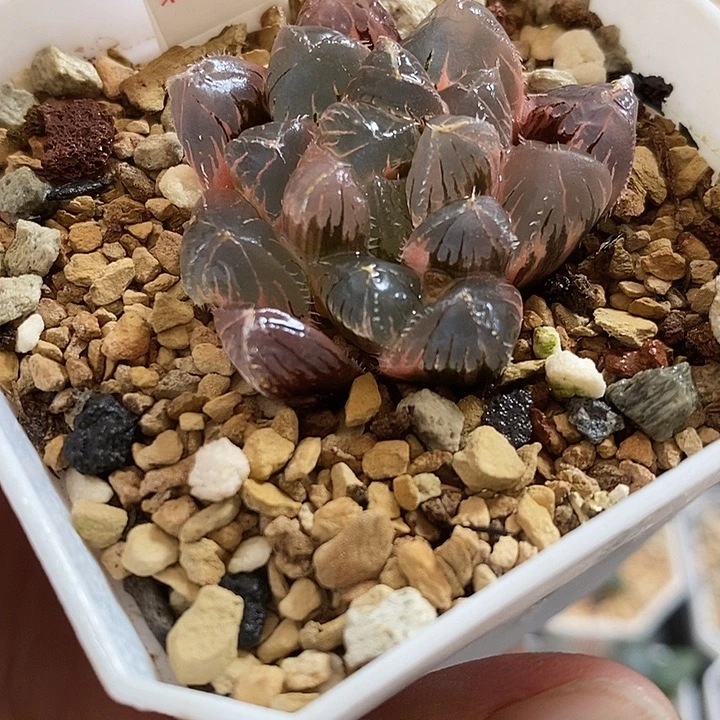 561实生玉露锦一物一拍