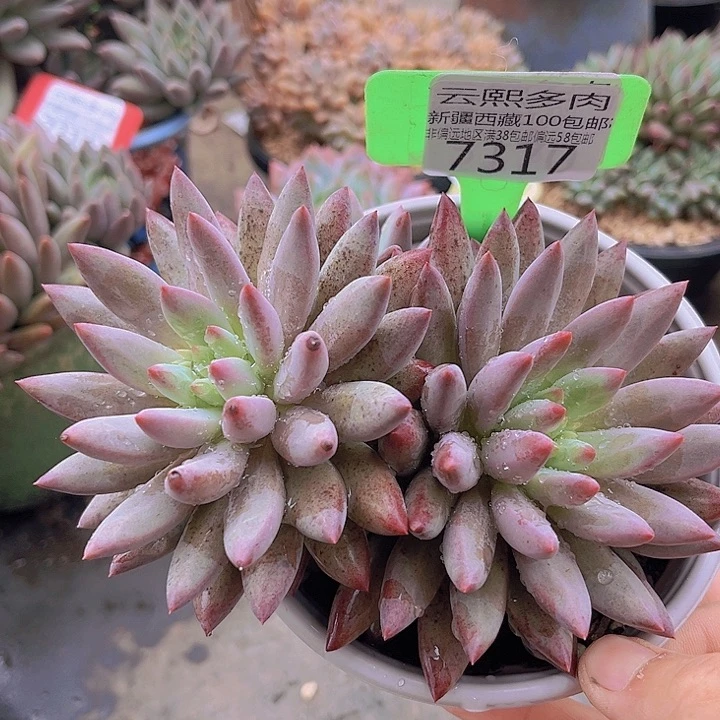 7317虞美人。