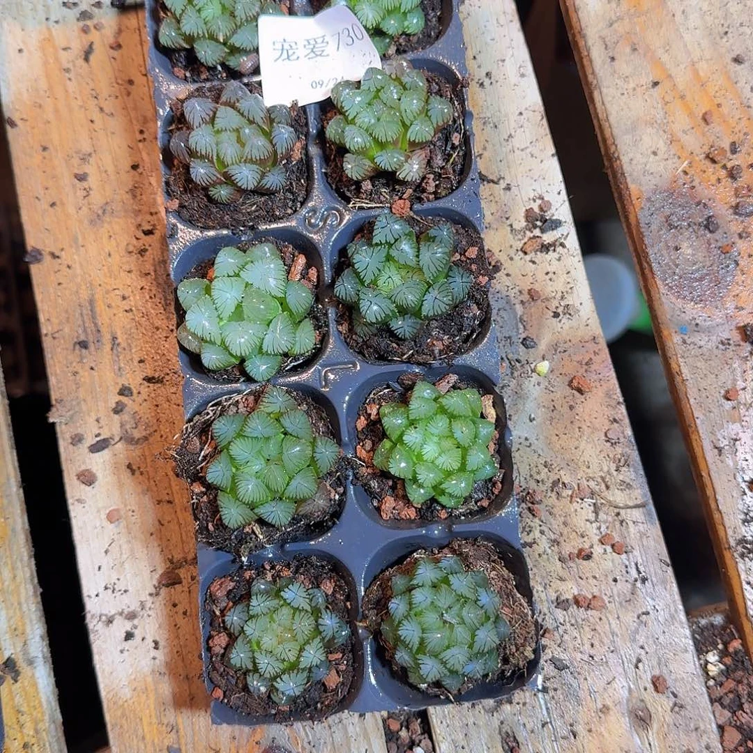 直播福利一物一拍730