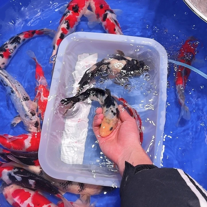 海水鱼哥哥地方？好不会是因为这