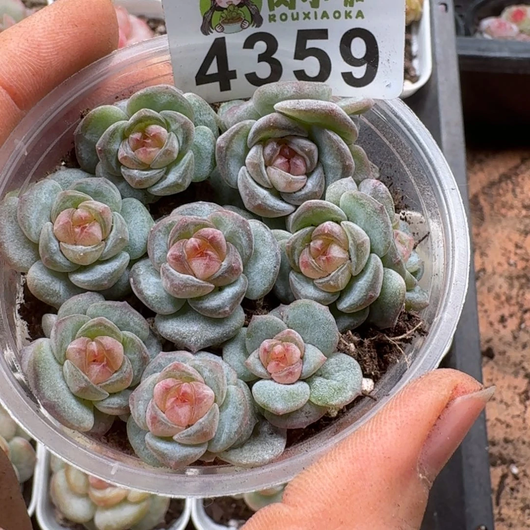 多肉植物多肉植物
