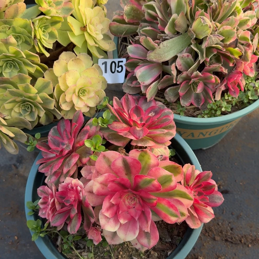 105三颗组合多肉植物老庄