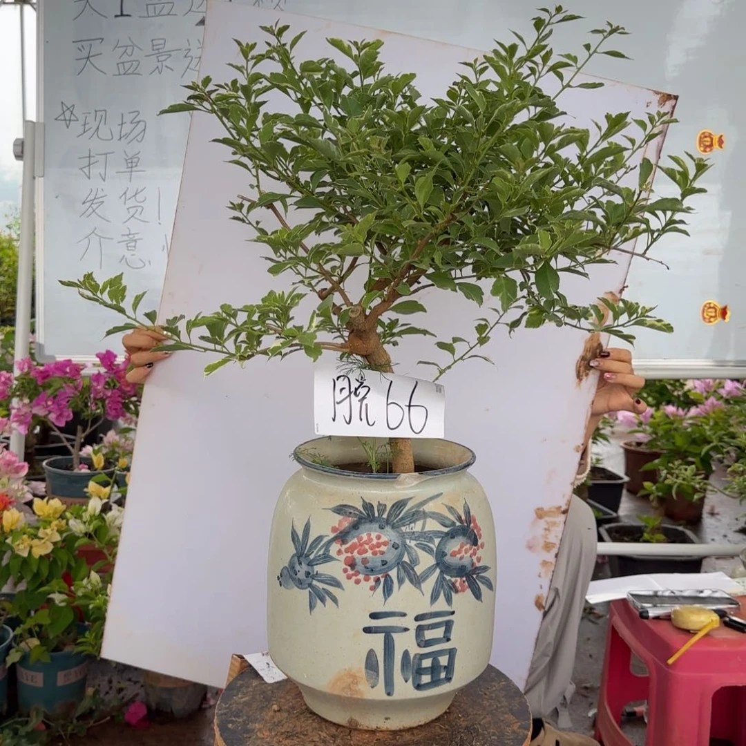 大部分花苞少量开放66 金边雪紫