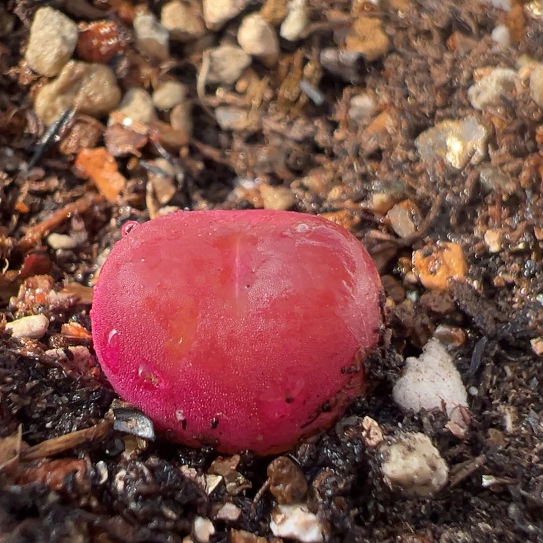 52多肉植物百科吕红