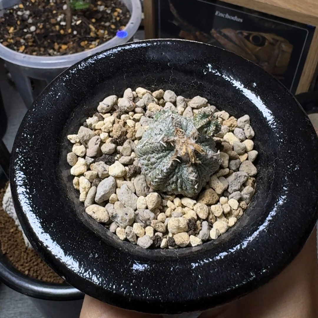 养定老花笼带盆hh