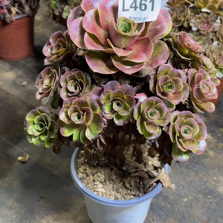 瑞妈多肉园艺461。