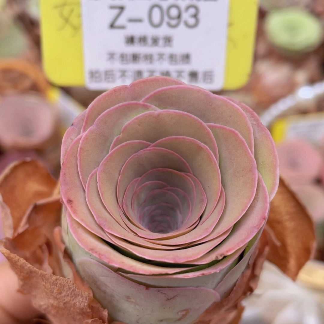 山地玫瑰Z093断枝不包损不售后