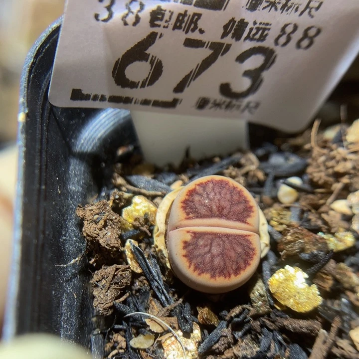 Ssss美美哒多肉673