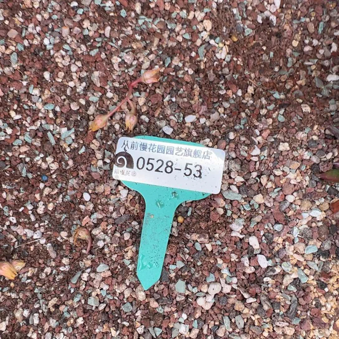 马*从前慢多肉精选0528.53