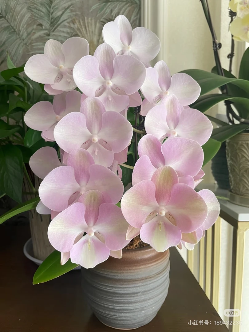 【威尼斯】无花剑 不带花