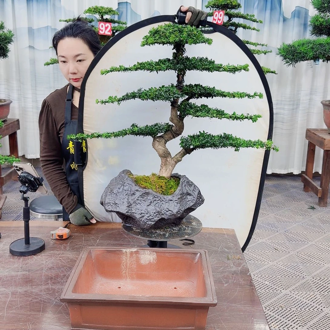 无花朵罗汉松一物一拍888