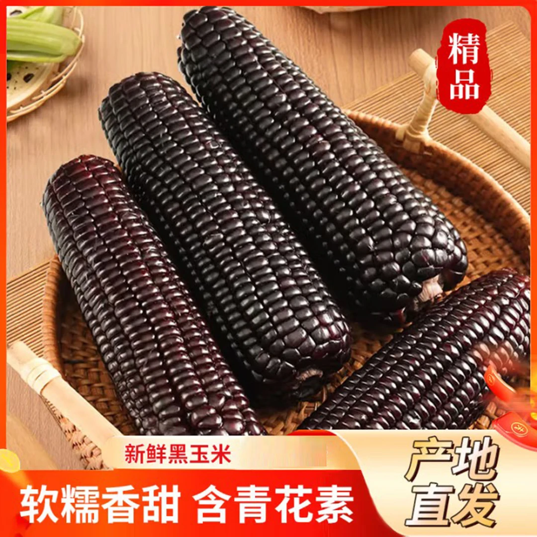 [试吃两根]山西真空10根装新黑糯玉米新鲜甜糯当季黑玉米代餐主食