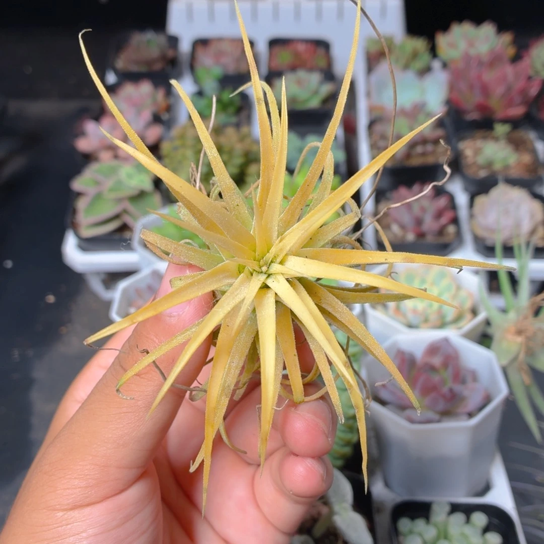 黄色空气凤梨多肉9.9包邮发货