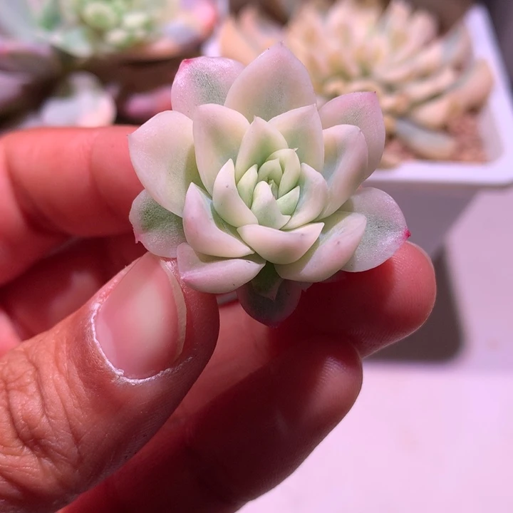 女王锦腹轮锦侧芽