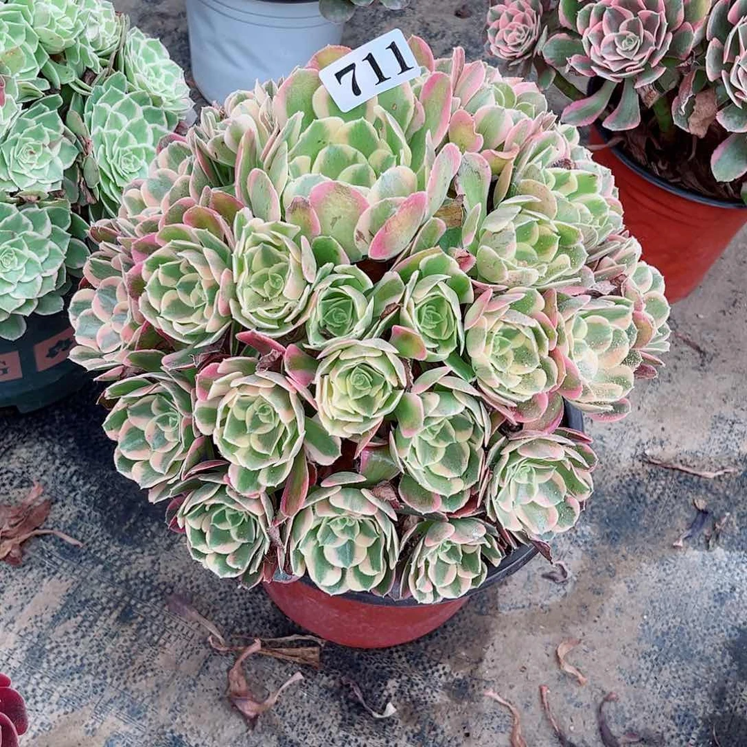 无花朵青多肉植物妖月711