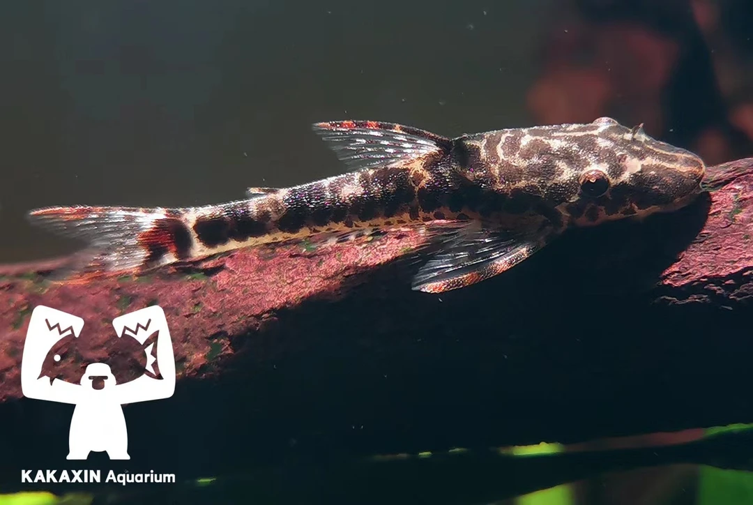 【猩猩水族】红尾小精灵