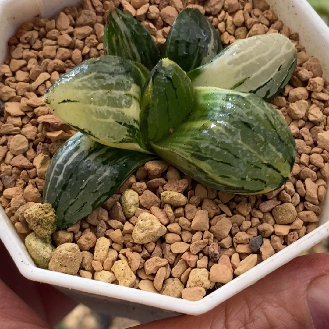 326史扑寿锦一物一图