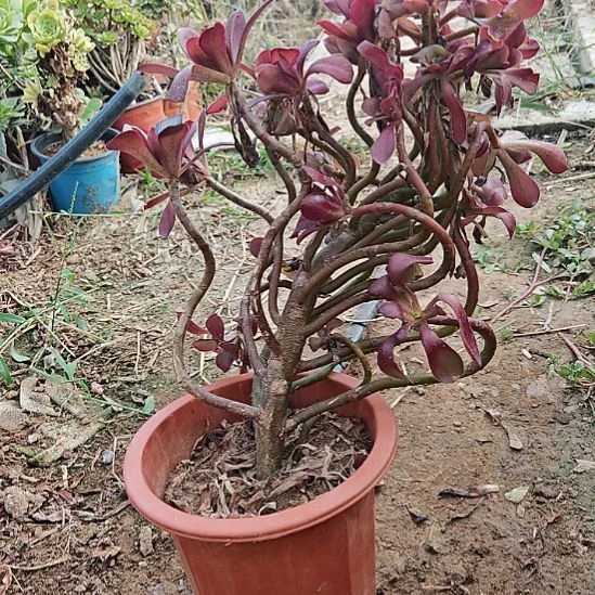 忆江南加急发货24