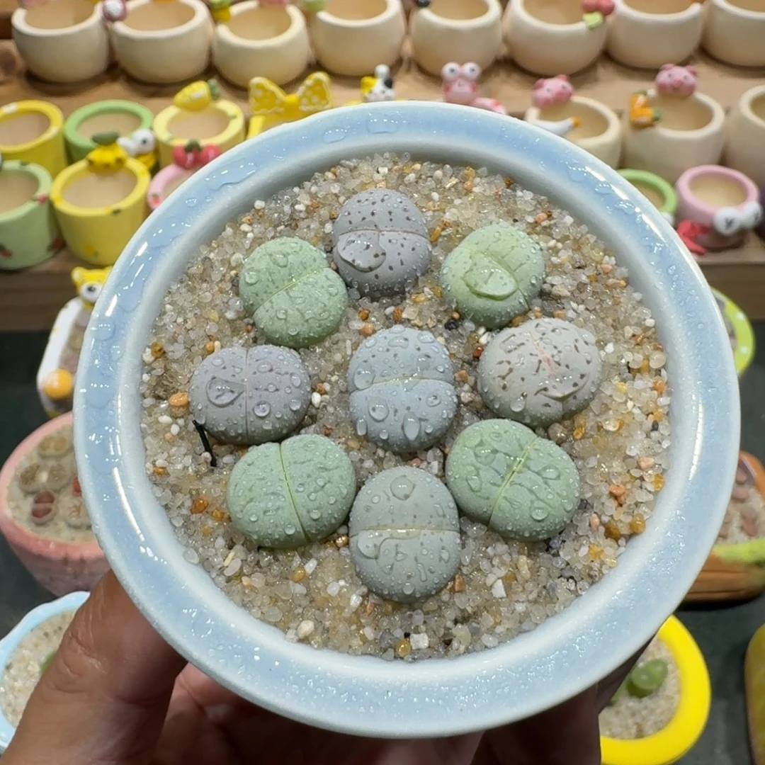 蘑菇1316大白彩拼多肉植物
