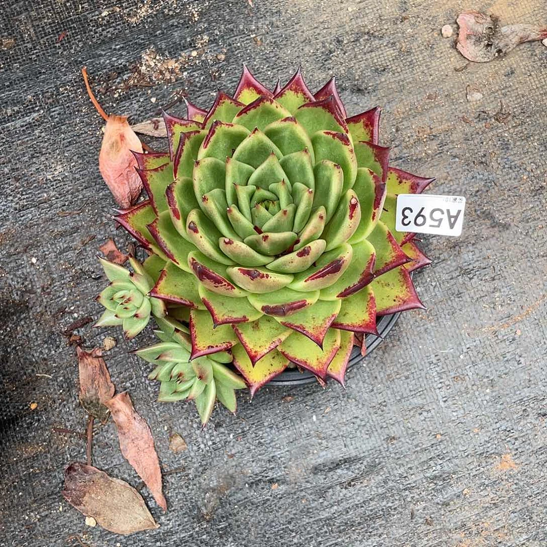 若如东云多肉组拍A593