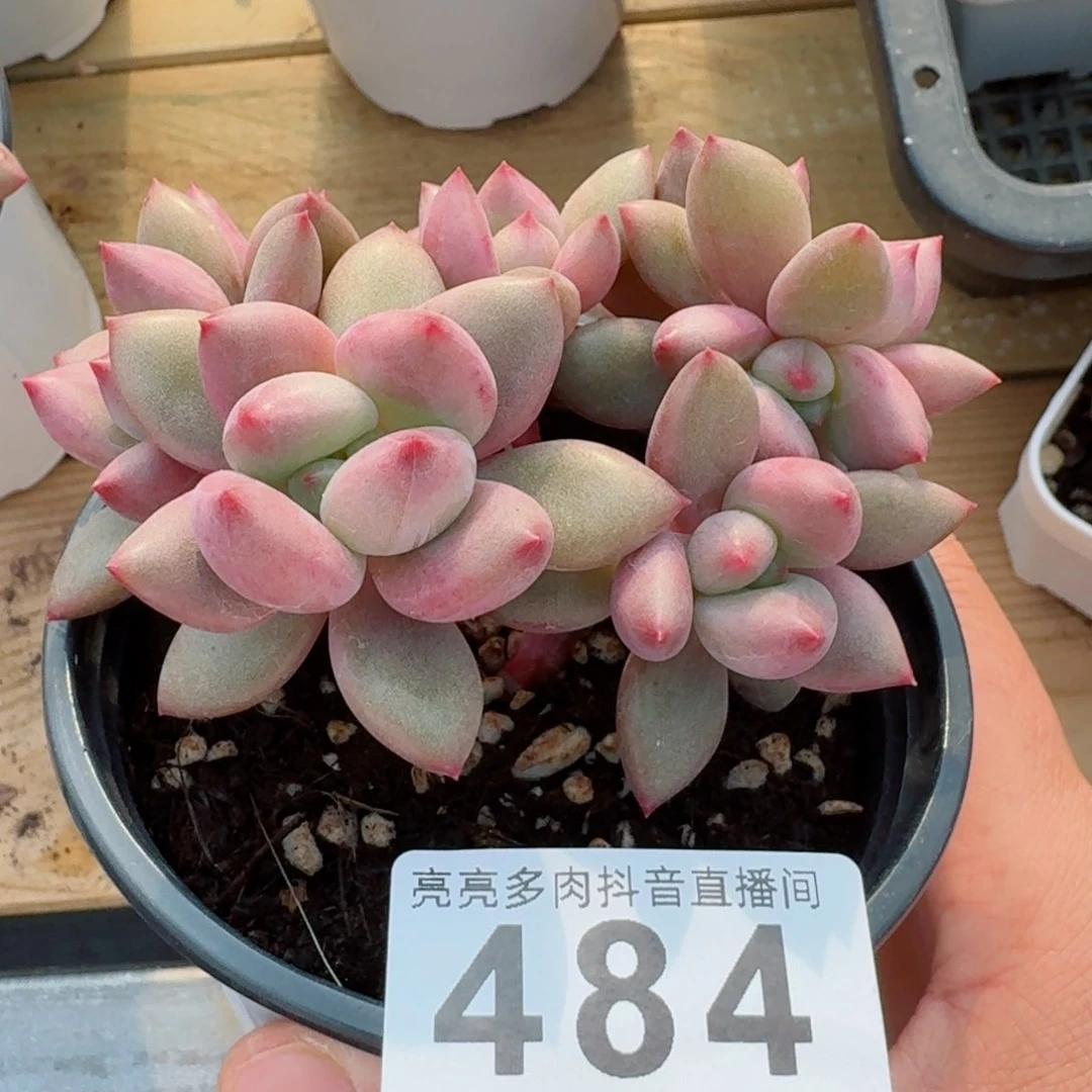 桃花源         精品多肉