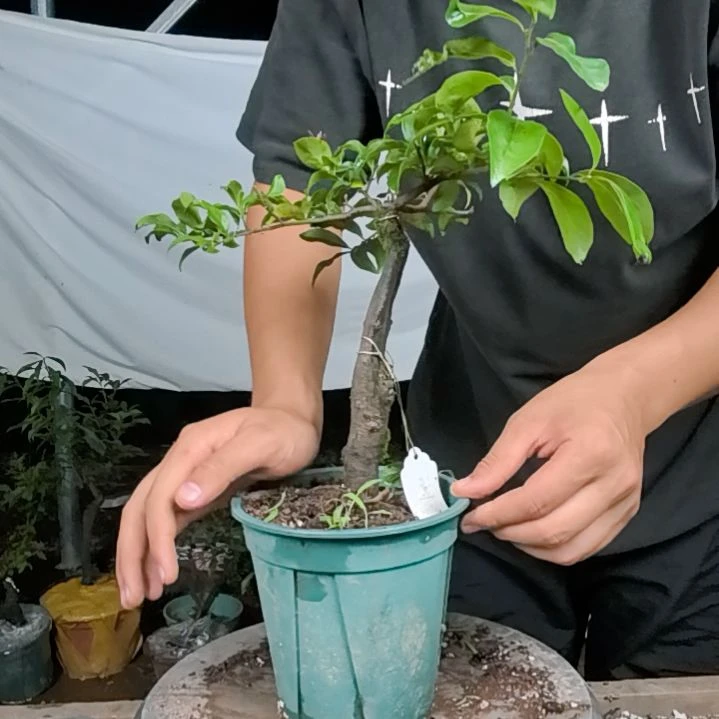 你***人无花朵金弹子树木园艺