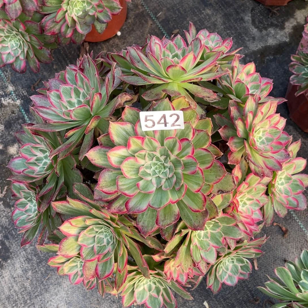 莲花多肉植物老桩