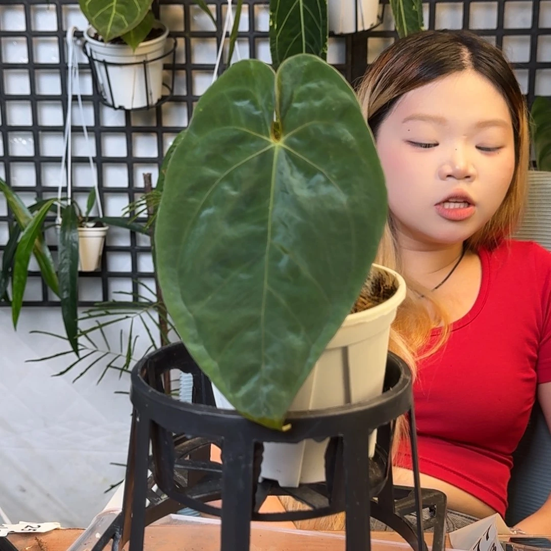无花朵阿*一物一拍F77