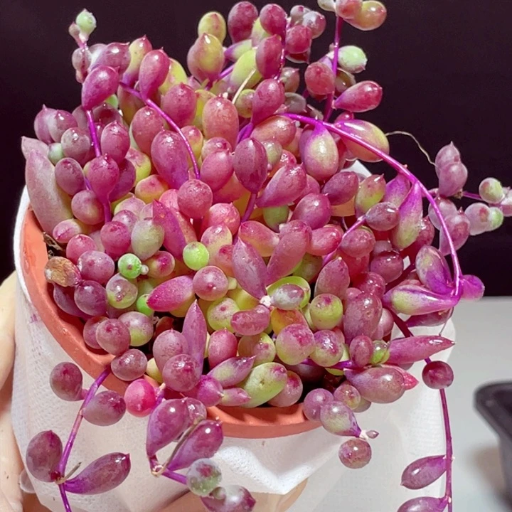 紫玄月样品1颗带盆发货1