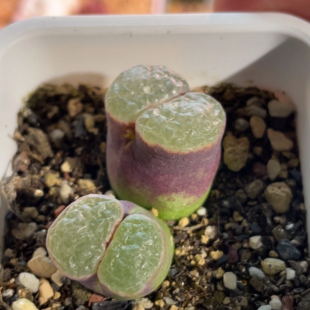 双头磁铁植物一物一拍