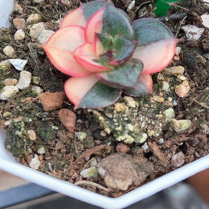 多肉植物麒麟座锦3068
