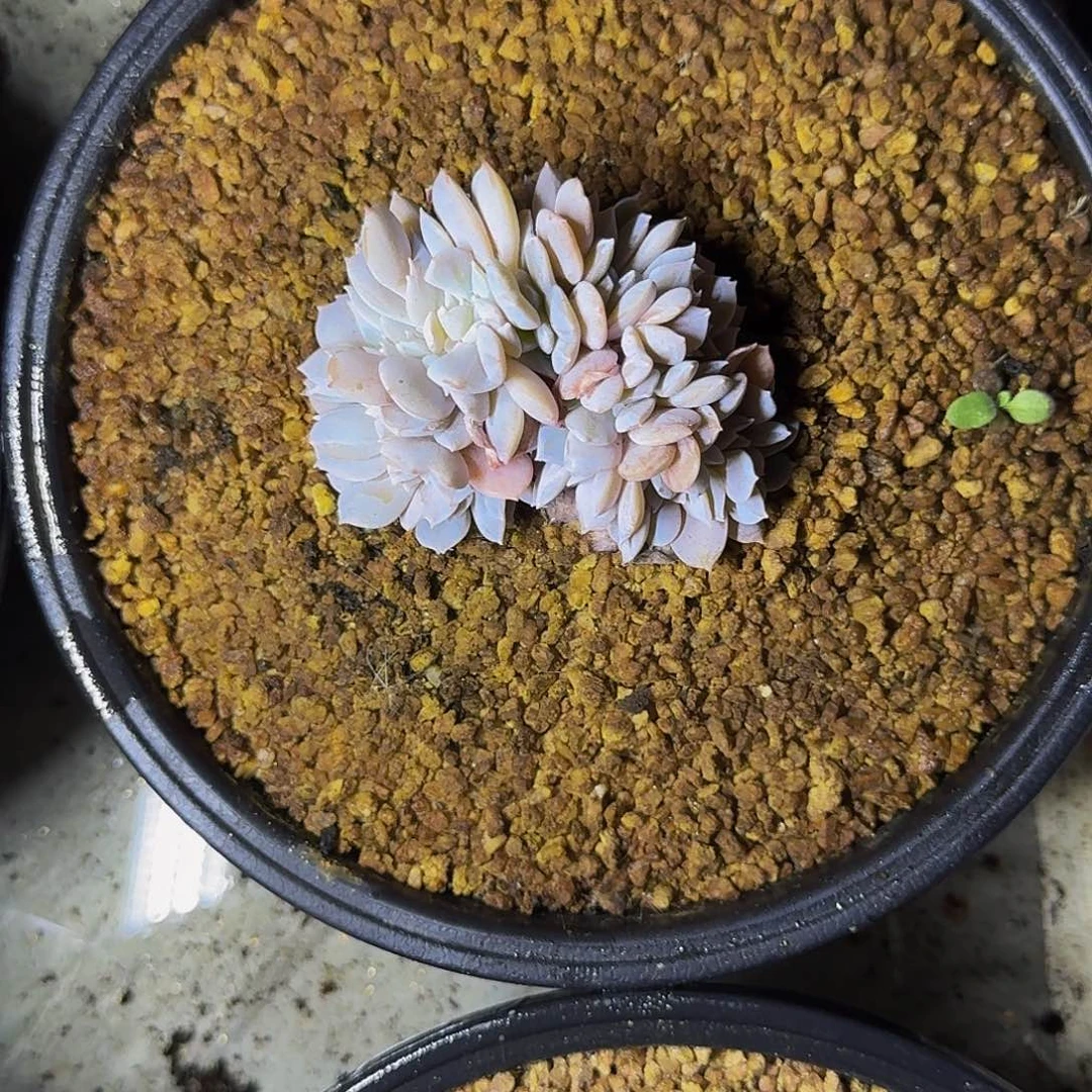 卉****白茶缀化 一物一拍