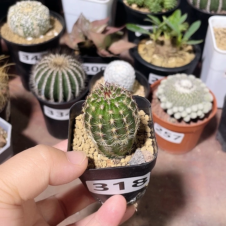 318实生青花虾仙人球