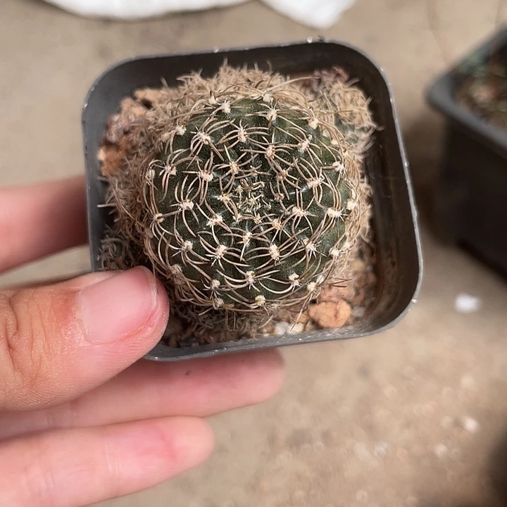 当前无花栽培后可以开花930仙人球开花植物