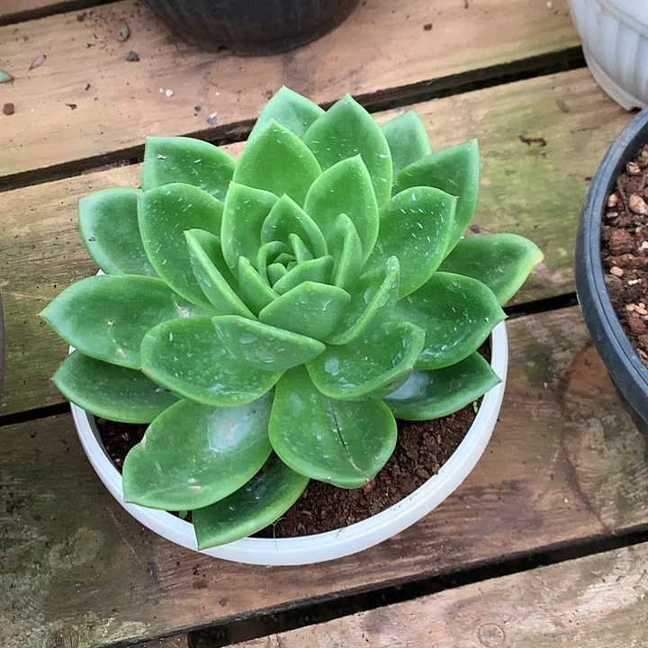 美肉特价活动开始啦