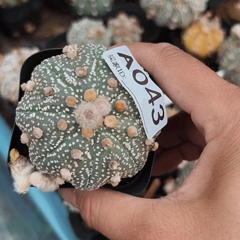 043清棚特价出售哦