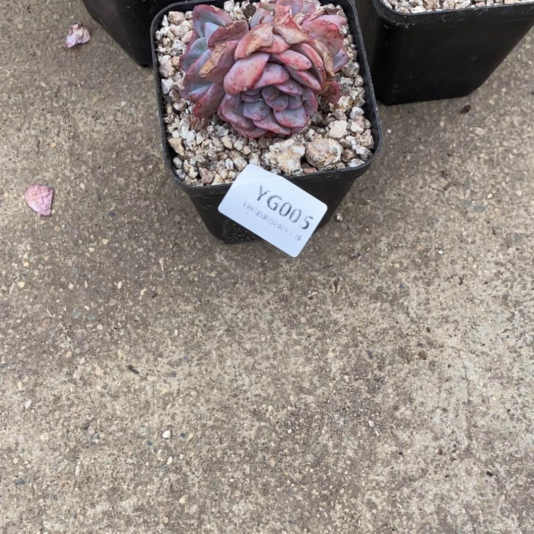 粗砂花盆H**?YG005rourourou多退少补