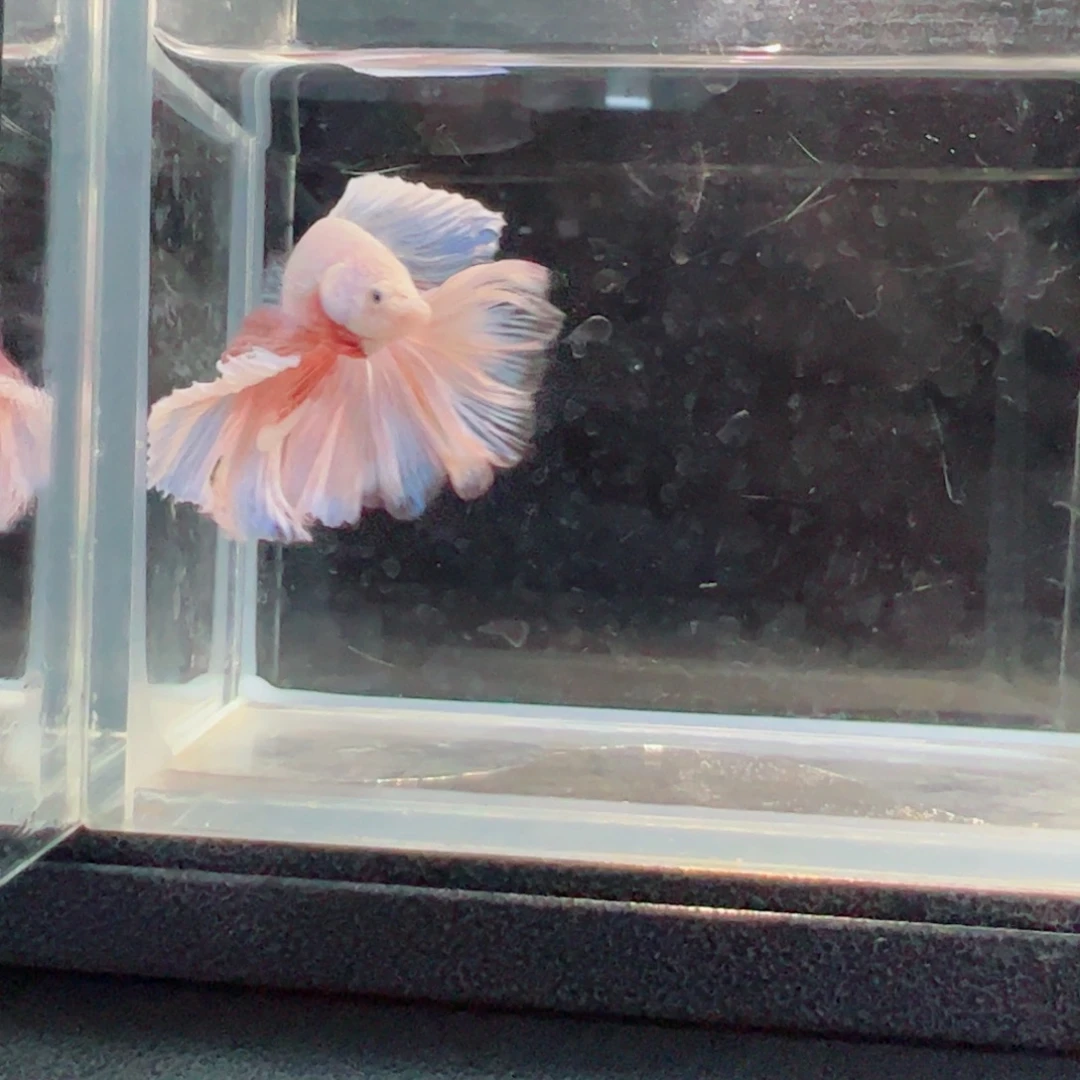 斗鱼浅色仙仙裙特殊尾