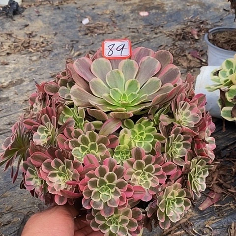 凤冠老桩捧花法师89号
