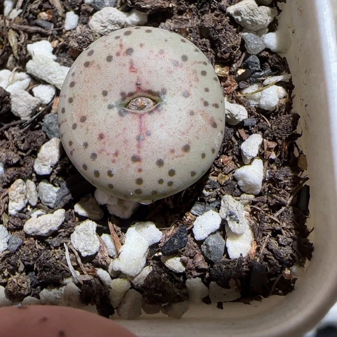 肉锥多肉植物百科-火龙果安贞1498